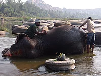 Elefant der dritte
